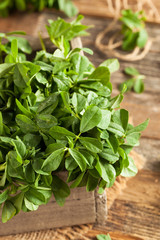 Wall Mural - Raw Organic Fenugreek Methi Leaves