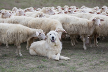 A Shepherd Dog In A Tenderness Moment With The Sheep He Guards. Boss, Praising, Gratitude, Obedience, Love, Friendship, Leadership, Followers Concepts
