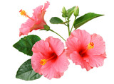 Fototapeta  - Pink Hibiscus on white background with path