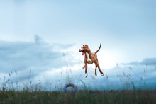 Dog Playing, Jumping, Pit Bull Terrier