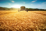 Fototapeta  - Harvester machine to harvest wheat field working