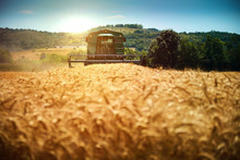 Harvester Machine To Harvest Wheat Field Working