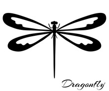 Black And White Dragonfly