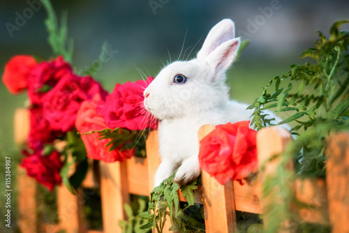 Plakat Mały biały królik patrzeje nad kwiatu ogródu ogrodzeniem