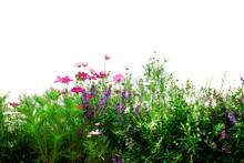 Fresh Flowers And Green Grass On White Background, Pink Cosmos Flowers