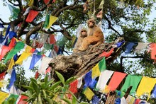 Macaque Monkey On A Tree In A Swayambhunath Stupa, Kathmandu, Ne