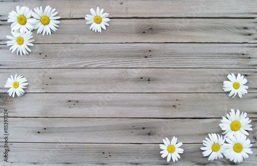 Fotografie, Obraz White Daisies on Weathered Wood Background with Copy Space in Middle
