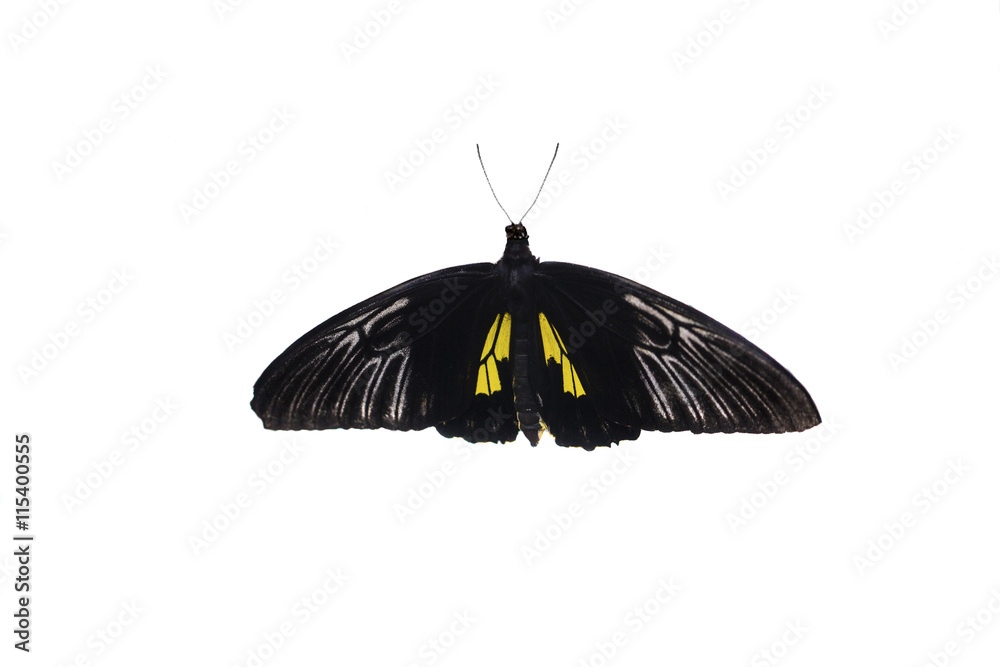 Monarch Butterfly with open wings in a top view as a flying migratory ...