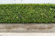 Green Hedge Fence