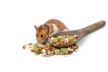 Syrian hamster eating some hamster food