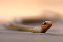 Close Up Of A Sand Snake