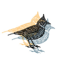 Vector Illustrated Lark Bird In Engraved Technic On White Background