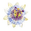 Watercolor passion flower
