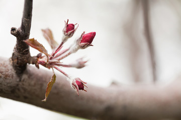 Wall Mural - Red apple tree branch with young flowers. Macro nature concept, spring time in the garden.