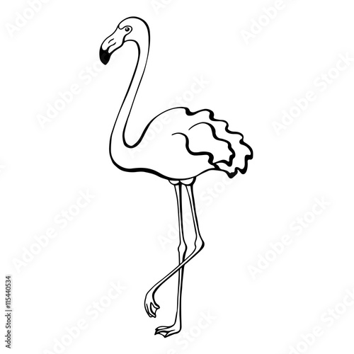 Flamingo Bird Black White Sketch Isolated Illustration Vector Stock Vector Adobe Stock