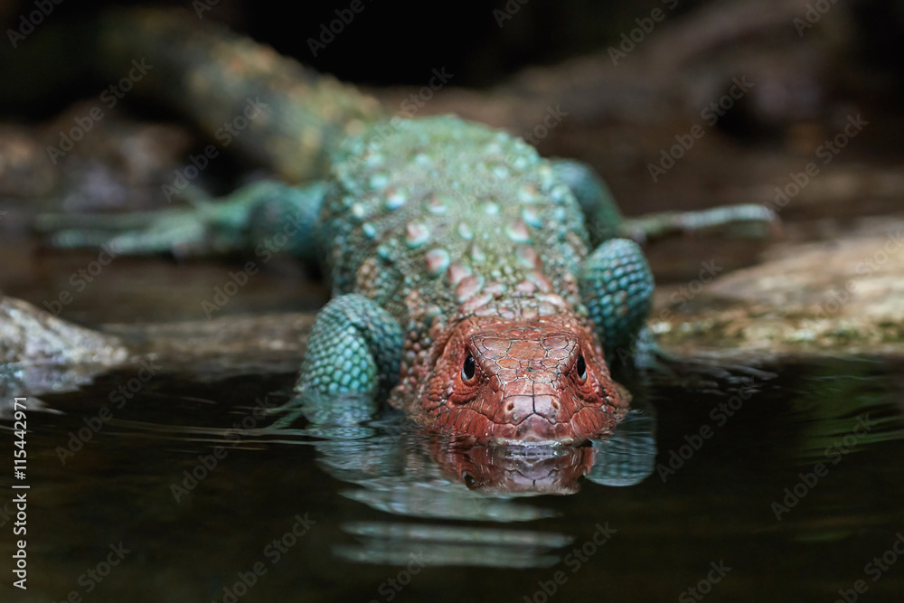 Northern caiman lizard (dracaena guianensis) Stock Photo | Adobe Stock