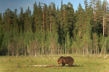 Wall Mural - big brown bear (ursus arctos) walking in the bog on a summer evening