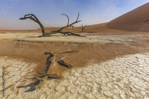 Fototapeta na szkło Zmarłe drzewo w Deadvlei