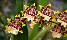 Rare Tiger Orchid