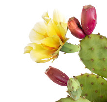 Opuntia Ficus Indica. Flower And Young Fruit, Isolated On White Background.