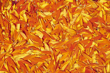 Orange Petals. Usable As A Background