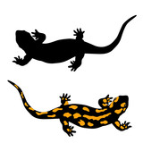 Fototapeta Dinusie - black and yellow salamander amphibian  set