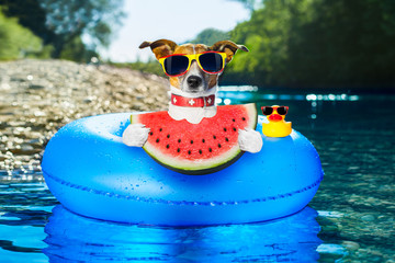 Poster - beach dog with watermelon