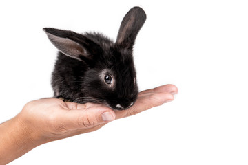 Dwarf Dutch rabbit sitting on their hands. Isolated on white background