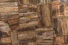 Petrified Wood Stone Texture
