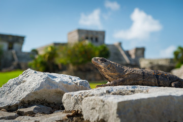 Wall Mural - Tulum Ruins