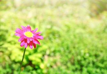 Sticker - Beautiful pink daisy on blurred nature background