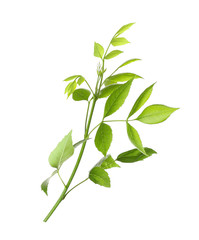 Sticker - Tree branch with green leaves on white background