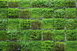 Environmental Green Wall, Vertical Garden

