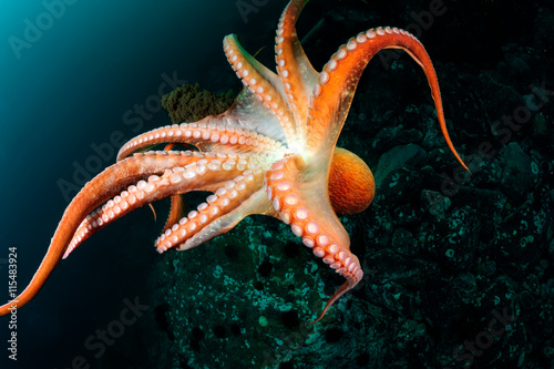 Fotografie, Obraz Flight of giant octopus in the deep. Japan (East) sea