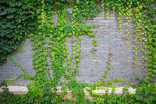 Green Climbing Plant On Brick Wall