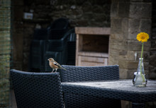 Bird On Chair In Bolton Abbey In Yorkshire England The UK