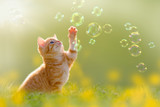 Fototapeta Koty - junges Kätzchen spielt mit Seifenblasen, bubbles