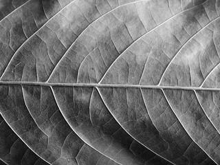 Poster - gray leaf texture