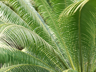 Poster - leaves green ( palm leaf )