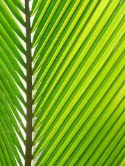 Poster - Lines and textures of Green Palm leaves