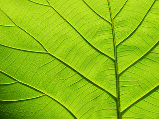 green leaf texture ( teak leaf )