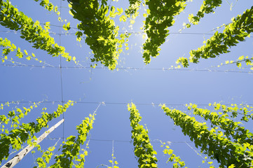 Wall Mural -  farm hop plants in Villoria village, Leon, Spain