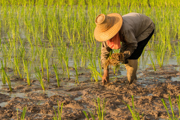 Rice Planting : Farmers are planting rice in the farm - transplant rice seedlings in rainy season. - Thailand
