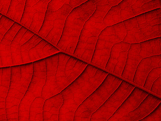 red leaf texture background ( teak leaf )