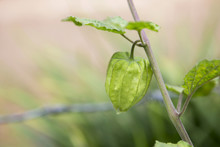 Young Green Cape Gooseberry Plant In The Garden
