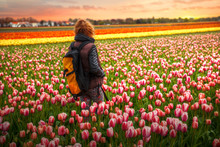 Holland Tulips