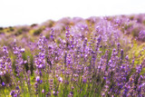 Lavender Flowers