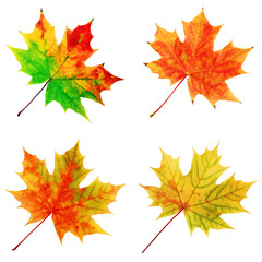 Wall Mural - autumn maple leaves on a white background.