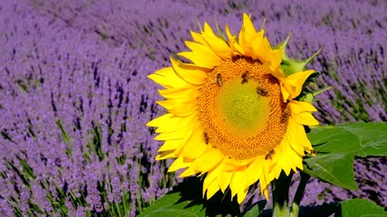 Wall Mural - Bees pollinate sunflowers in a lavender field