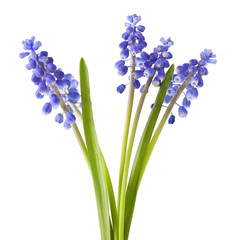 fresh muscari grape hyacinth flowers isolated on white background